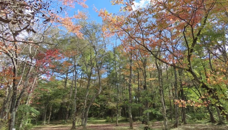 林間エリア　北軽井沢キャンプフィールド 